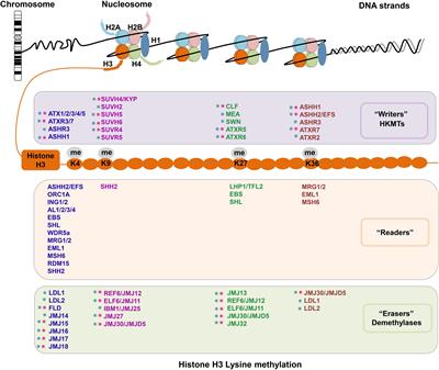 Reprogramming of Histone H3 Lysine Methylation During Plant Sexual Reproduction